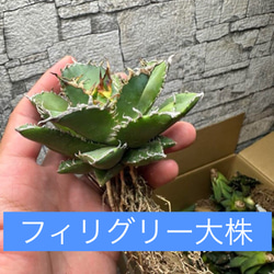 アガベ】SAD 強刺 ライムグリーンタイプ※同等品送付 多肉植物