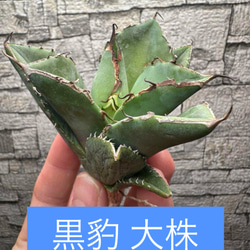アガベ】黒豹 ブラックダイヤモンド 大 ※同格以上送付 多肉植物