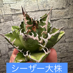 アガベ】SAD 強刺 ライムグリーンタイプ※同等品送付 多肉植物
