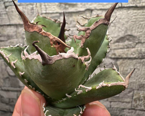 e38c271b2df234e16bd70b037391f9