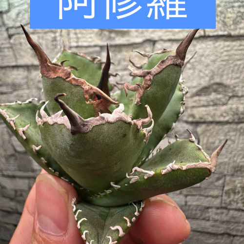 多肉植物^o^  希少！阿修羅 多肉植物^o^ 希少！阿修羅