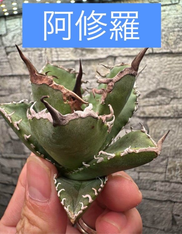 アガベ】阿修羅 ※同格以上送付 多肉植物 yutaenshis 通販 19092332
