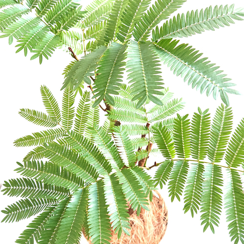 ○数量限定○新作○ 美樹形 ”エバーフレッシュ（幹太）鉢カバーセット