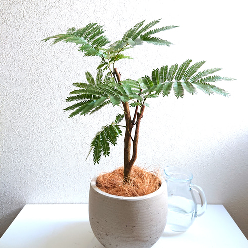 幹太エバーフレッシュ　鉢セット ○数量限定○新作○ 美樹形 ”エバーフレッシュ（幹太）鉢カバーセット