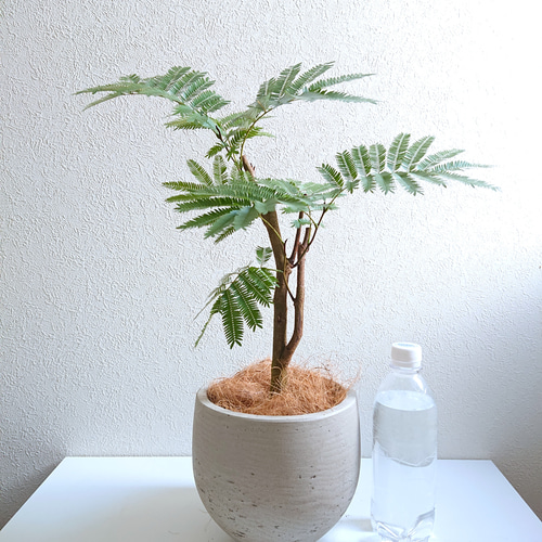 ○数量限定○新作○ 美樹形 ”エバーフレッシュ（幹太）鉢カバーセット