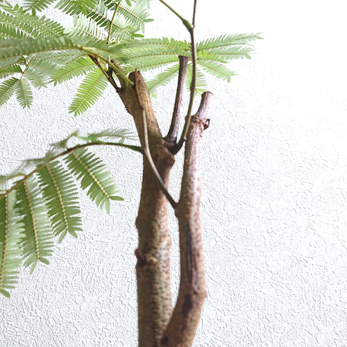 ○数量限定○新作○ 美樹形 ”エバーフレッシュ（幹太）鉢カバーセット