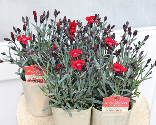 値下げセール 花苗 ダイアンサス ディアンティカ レッドモーメント 3.5