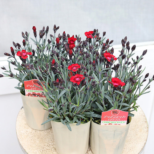 値下げセール 花苗 ダイアンサス ディアンティカ レッドモーメント 3.5