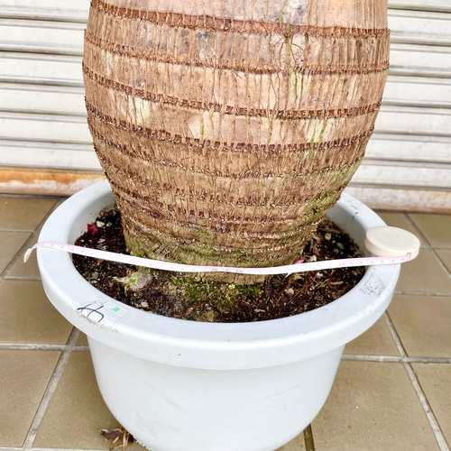 超特大 シンボルツリー トックリヤシ （徳利椰子） その他