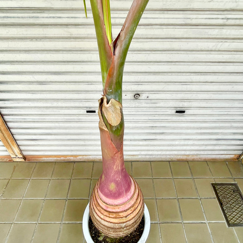 超特大 シンボルツリー トックリヤシ （徳利椰子） その他