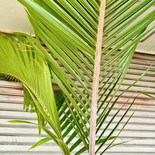 【現品】トックリヤシ　椰子　7号　Ⅰ Amazon.co.jp: 観葉植物・希少：トックリヤシ(徳利椰子)*6号
