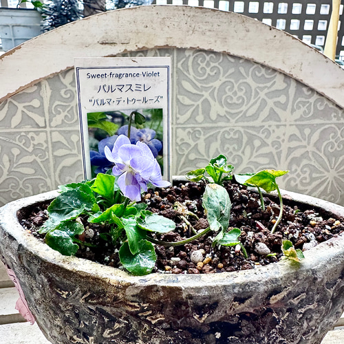 別格な甘い香り パルマ・デ・トゥールーズ 八重咲き 耐寒-10℃ パルマ