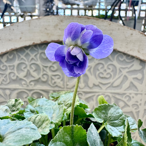 別格な甘い香り パルマ・デ・トゥールーズ 八重咲き 耐寒-10℃ パルマ