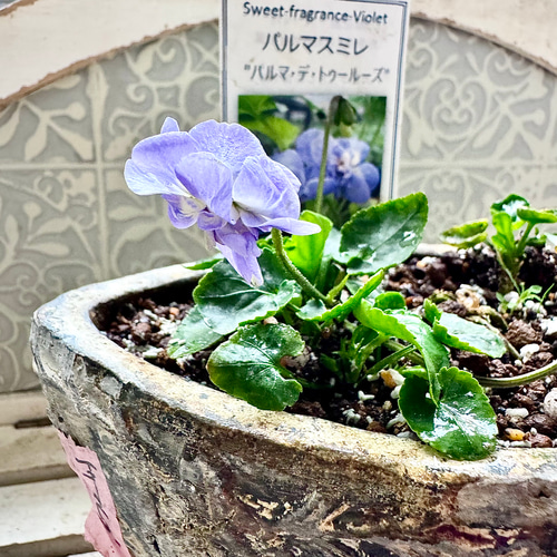 別格な甘い香り パルマ・デ・トゥールーズ 八重咲き 耐寒-10℃ パルマ