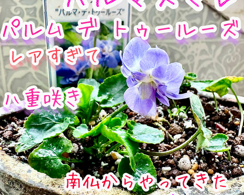 別格な甘い香り パルマ・デ・トゥールーズ 八重咲き 耐寒-10℃ パルマ