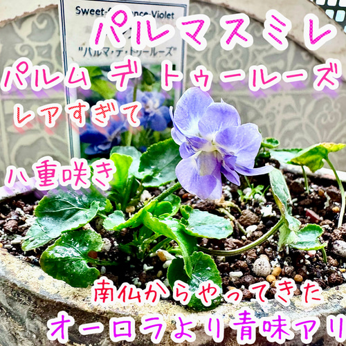 別格な甘い香り パルマ・デ・トゥールーズ 八重咲き 耐寒-10℃ パルマ