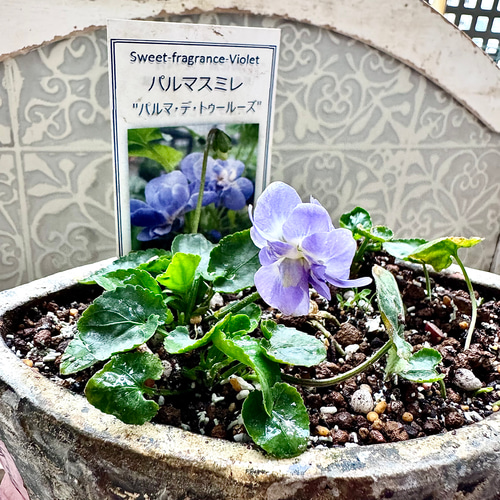 別格な甘い香り パルマ・デ・トゥールーズ 八重咲き 耐寒-10℃ パルマ