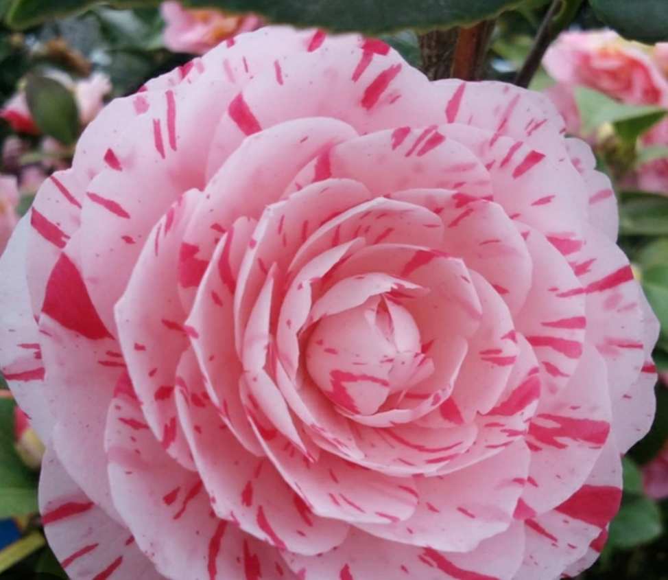 雪椿【花見笠】ピンクの絞りが入った繊細な椿2/20蕾満載 花のあとは苗をお送りします