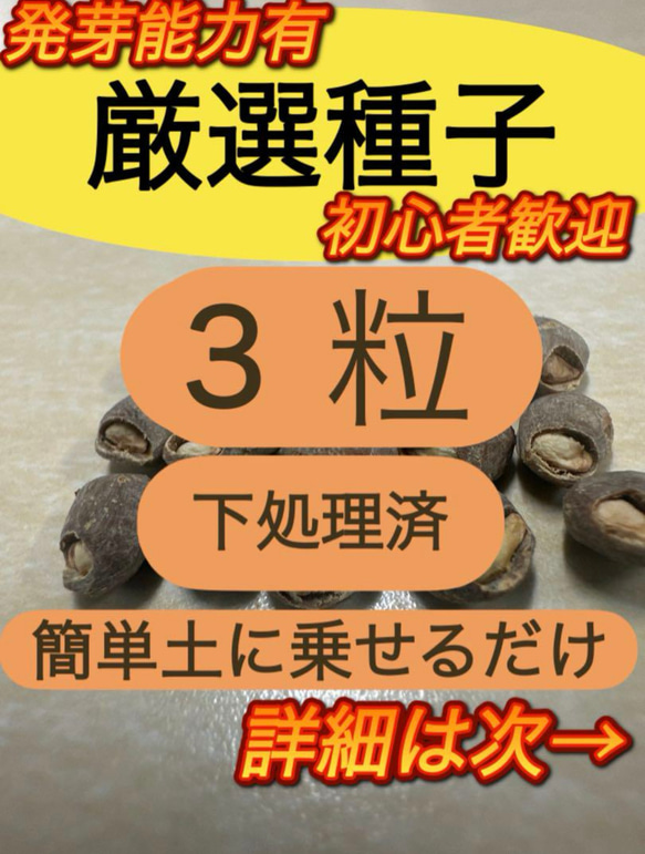 オペルクリカリア パキプス 選抜処理済み種子 多肉植物