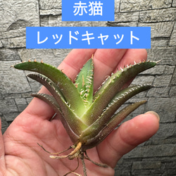 多肉植物抜き苗 のおすすめ人気通販 検索結果｜Creema(クリーマ