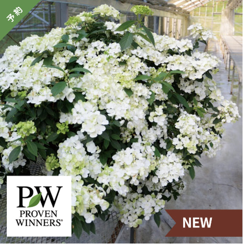 セール♡ラグランジア シャンデリーニ ♡3.5号鉢 あじさい ガク