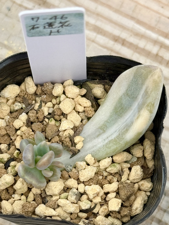 レア⋆✦石蓮花錦＊多肉植物＊葉挿し 多肉植物 ＊N＊ 通販