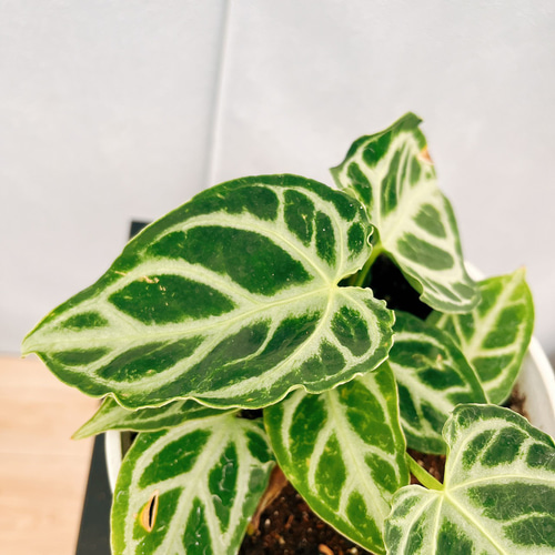 【レア】 アンスリウム　クリスタリナム　ミント　斑入り 現品］【希少】72番 アンスリウム クリスタリナムcultivar 4号 観葉