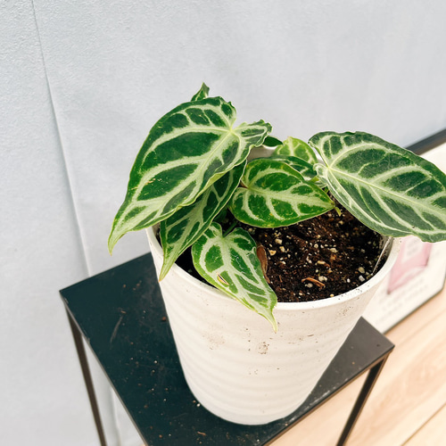 現品］【希少】72番 アンスリウム クリスタリナムcultivar 4号