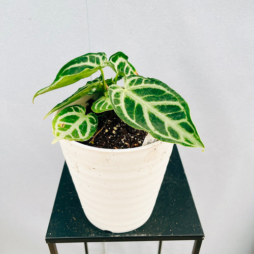 現品］【希少】72番 アンスリウム クリスタリナムcultivar 4号