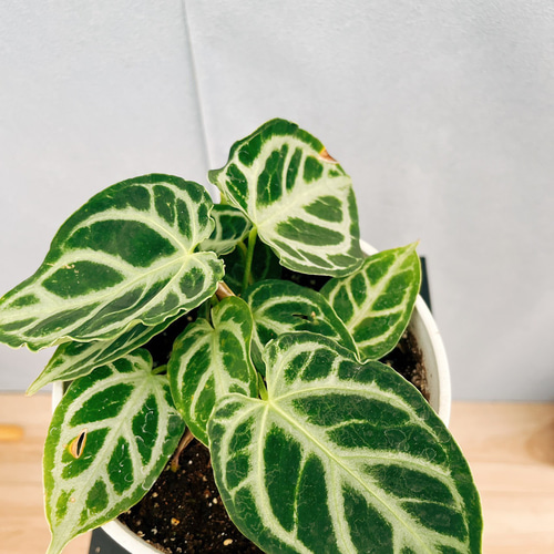 現品］【希少】72番 アンスリウム クリスタリナムcultivar 4号 観葉