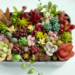 調整中 多肉植物 2個セット ちまちま 寄せ植え 抜き苗 パープルヘイズ ❤ 調整中 多肉植物 2個セット ちまちま 寄せ植え 抜き苗 パープルヘイズ