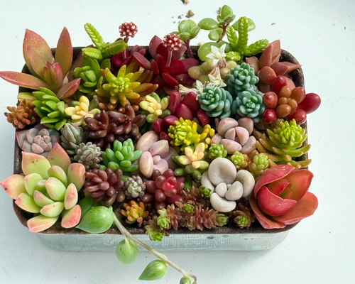 数量限定♡⃛ちまちま寄せ植え紅葉中＊ちまちまサイズ＊多肉植物＊抜き