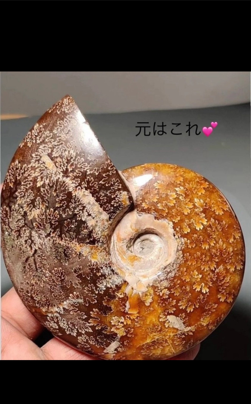 レア♢大きな菊石より♢白亜紀のアンモナイト/ クレオニセラス ハイグレード ルース 15 天然石 天然色