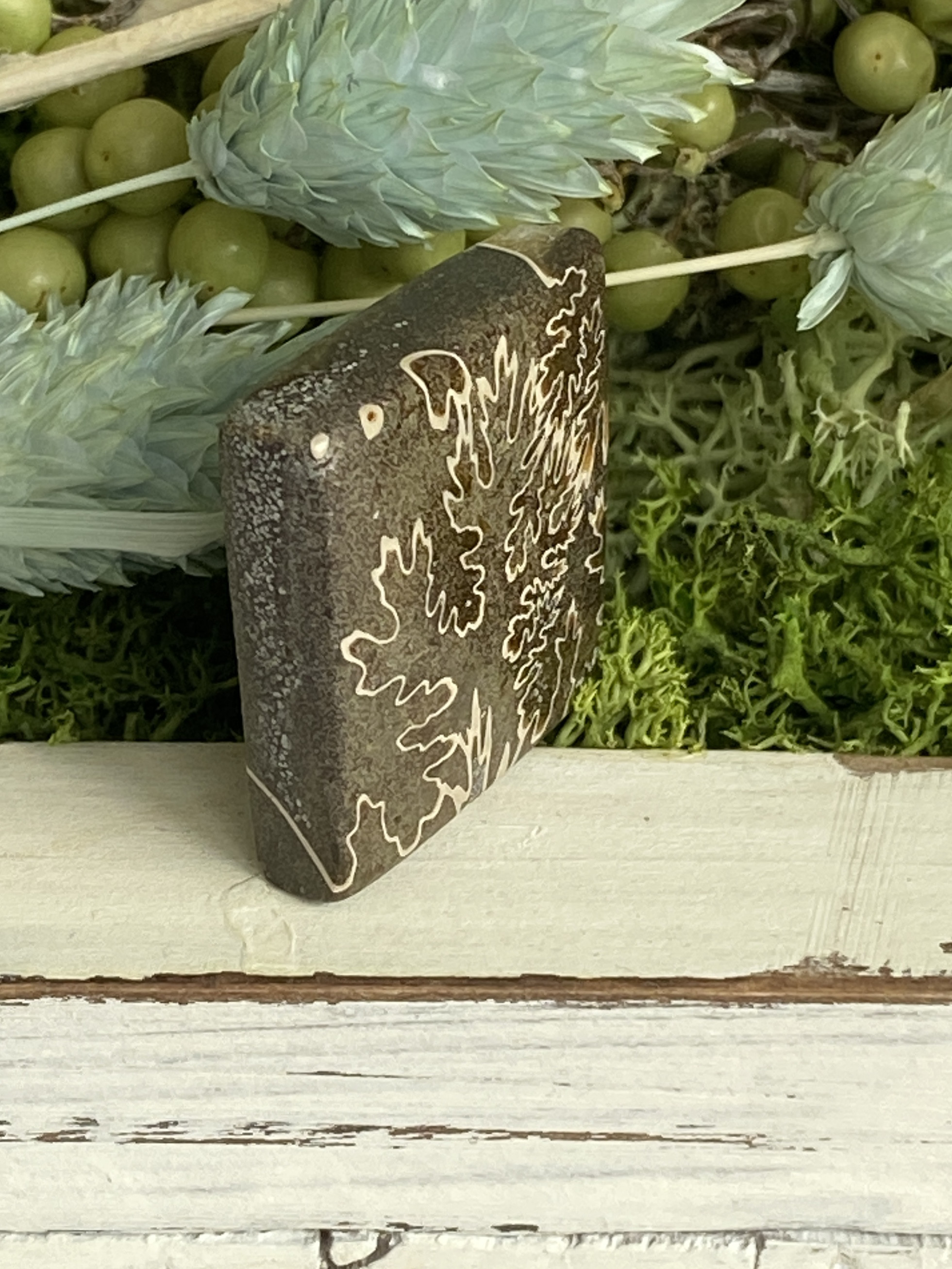 レア♢大きな菊石より♢白亜紀のアンモナイト/ クレオニセラス ハイグレード ルース 15 天然石 天然色