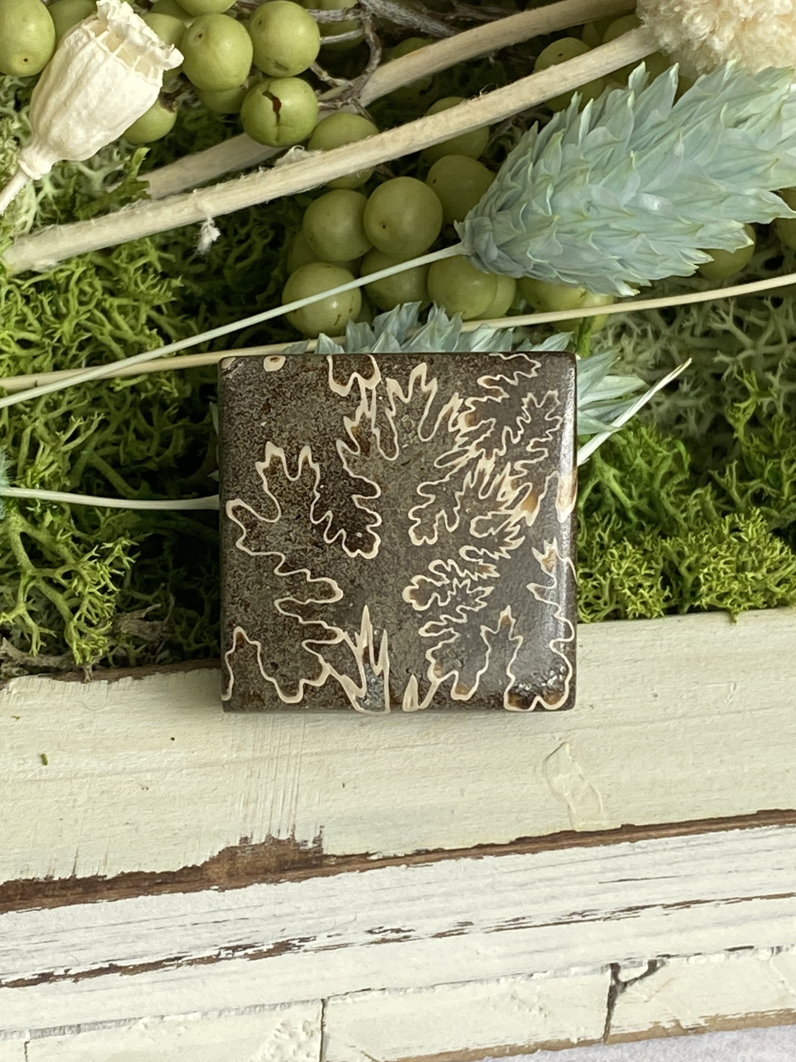 レア♢大きな菊石より♢白亜紀のアンモナイト/ クレオニセラス ハイグレード ルース 15 天然石 天然色