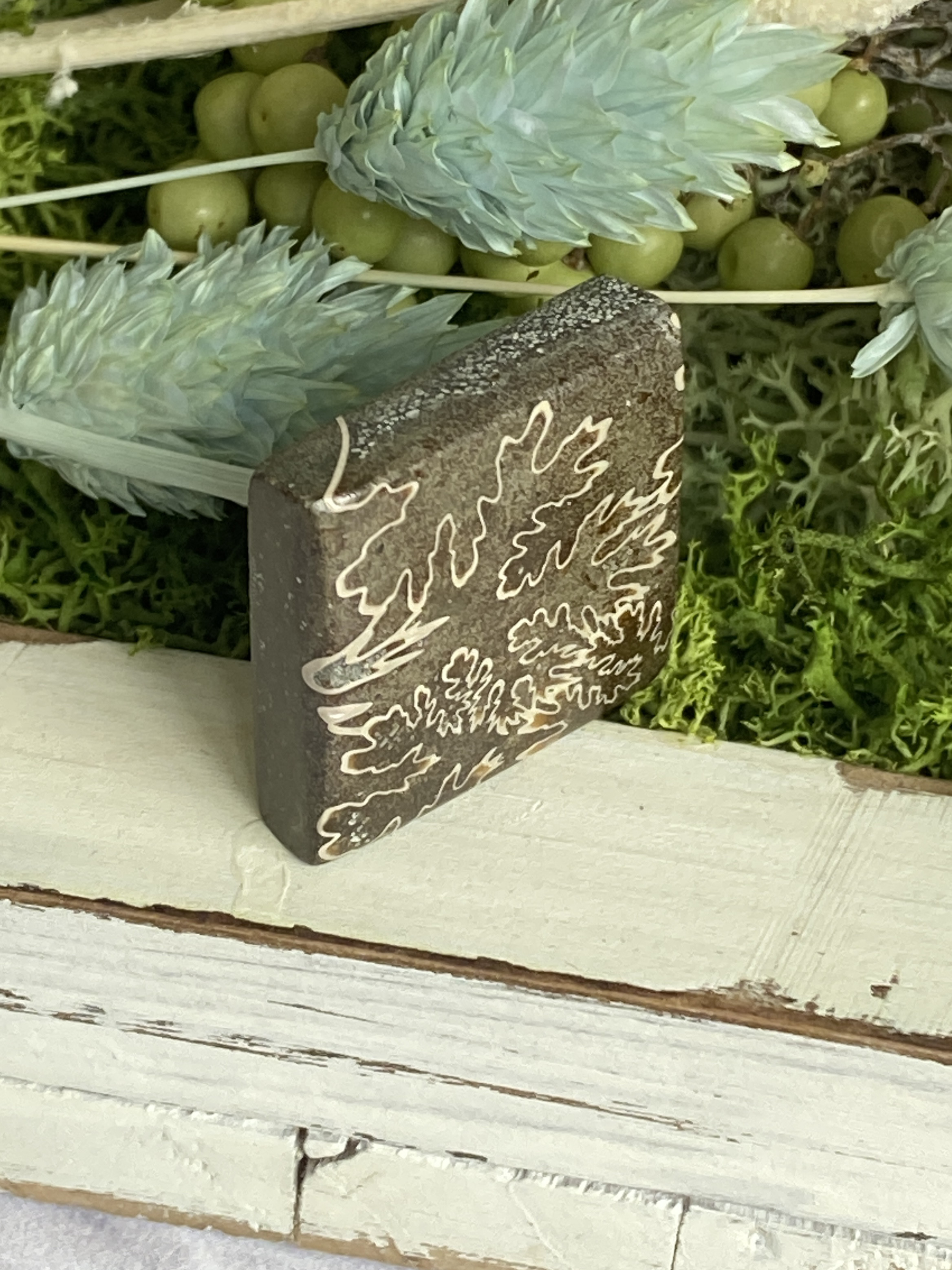 レア♢大きな菊石より♢白亜紀のアンモナイト/ クレオニセラス ハイグレード ルース 15 天然石 天然色