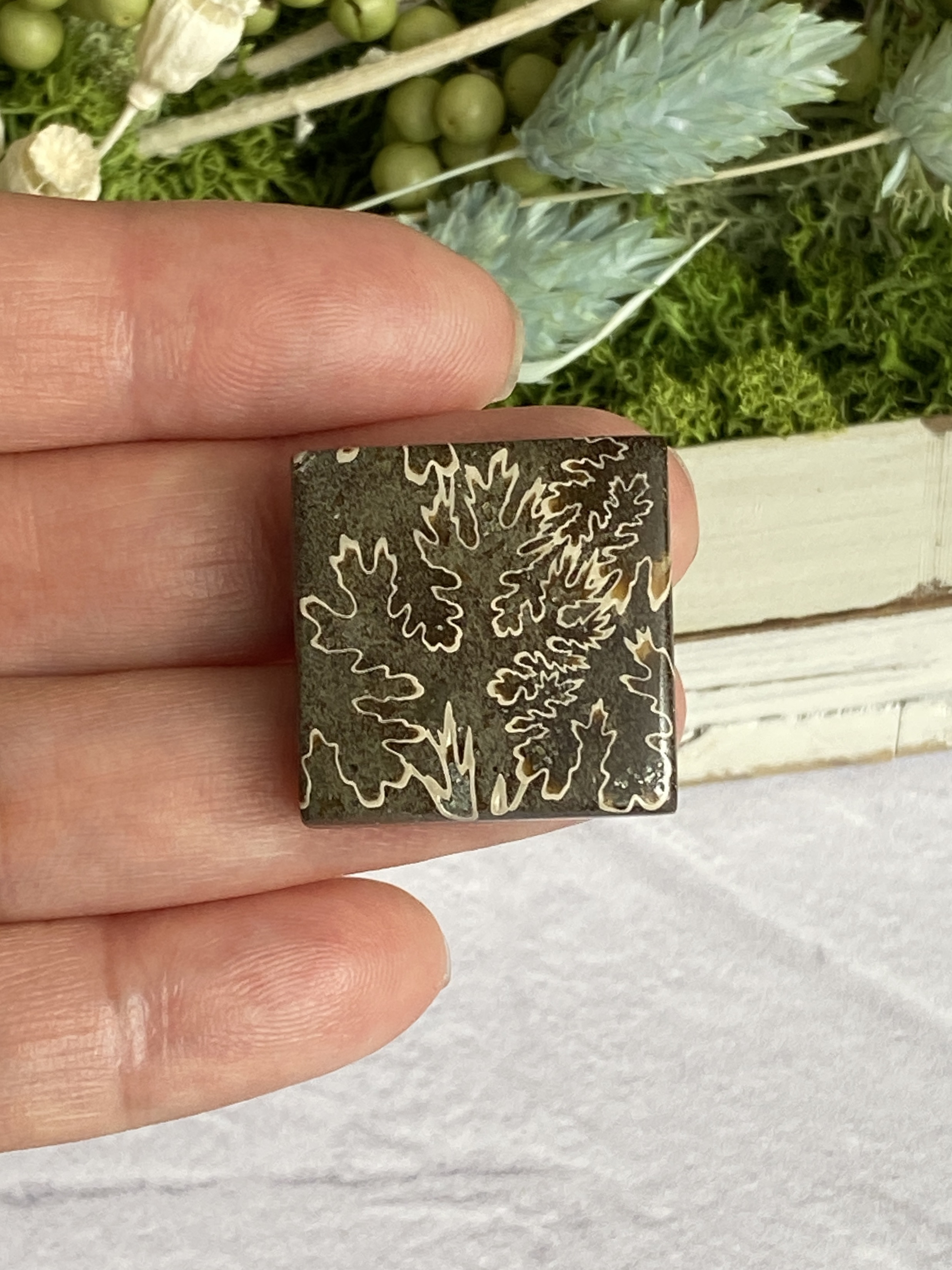 レア♢大きな菊石より♢白亜紀のアンモナイト/ クレオニセラス ハイグレード ルース 15 天然石 天然色