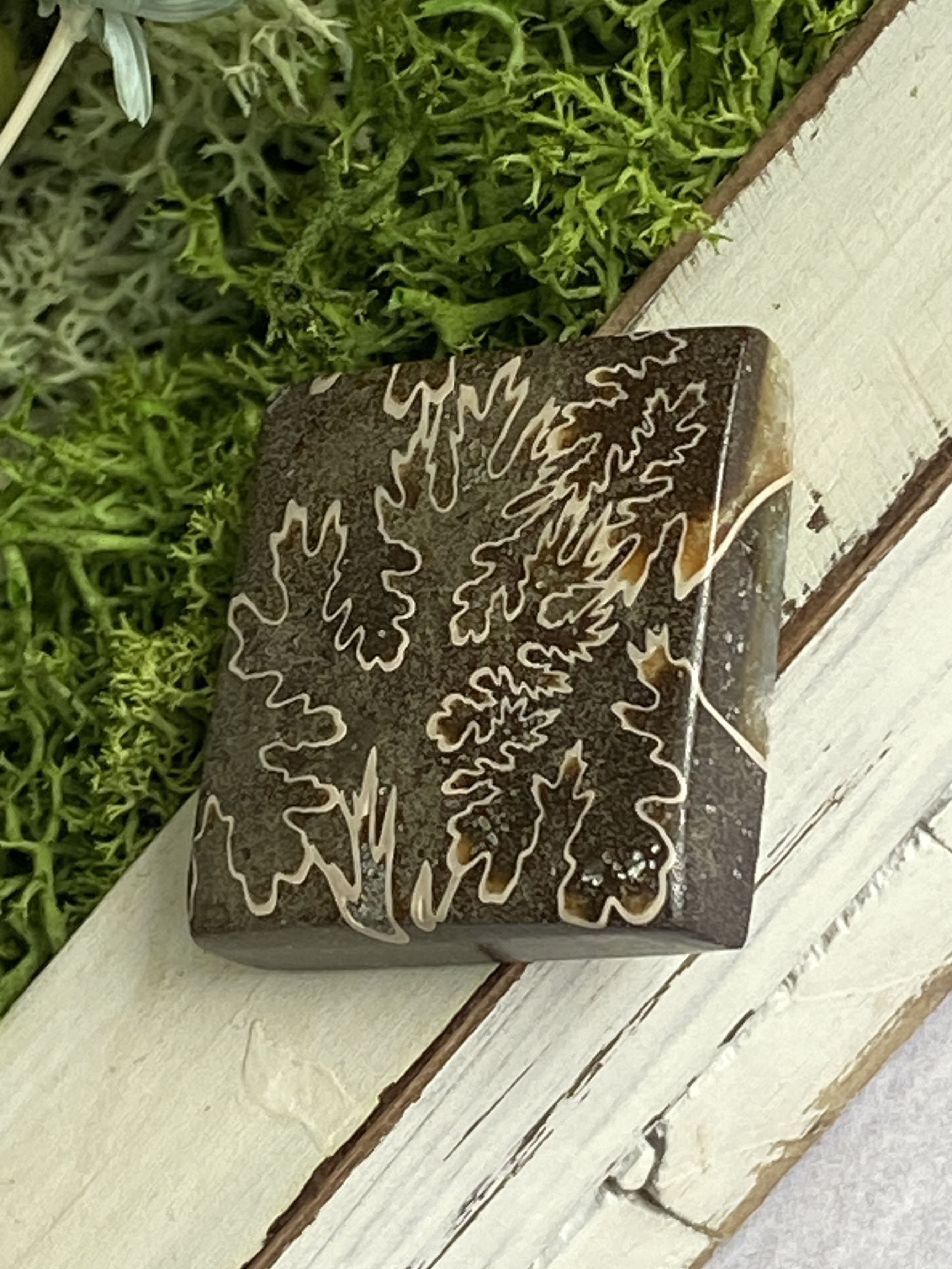 レア♢大きな菊石より♢白亜紀のアンモナイト/ クレオニセラス ハイグレード ルース 15 天然石 天然色