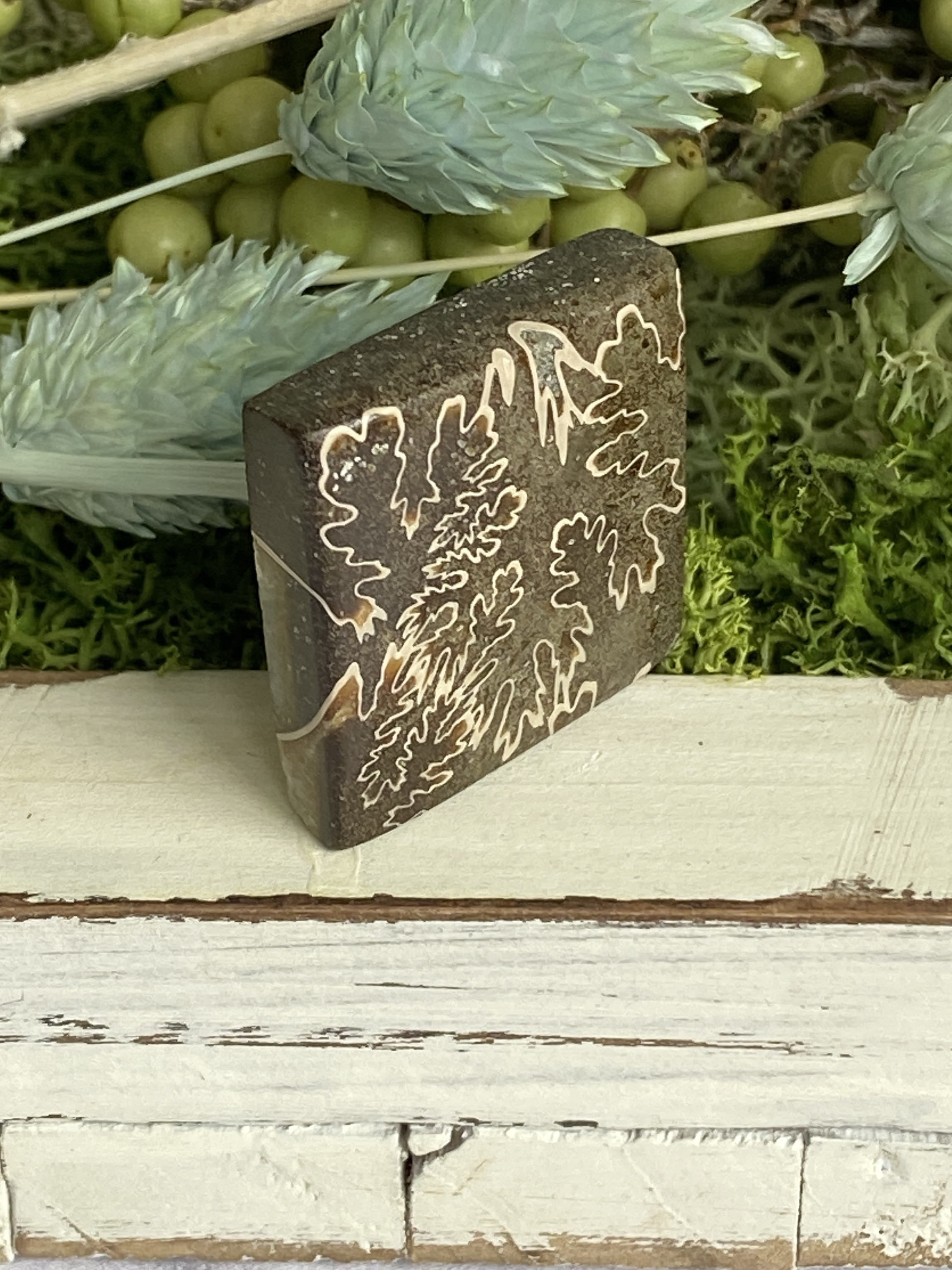 レア♢大きな菊石より♢白亜紀のアンモナイト/ クレオニセラス ハイグレード ルース 15 天然石 天然色