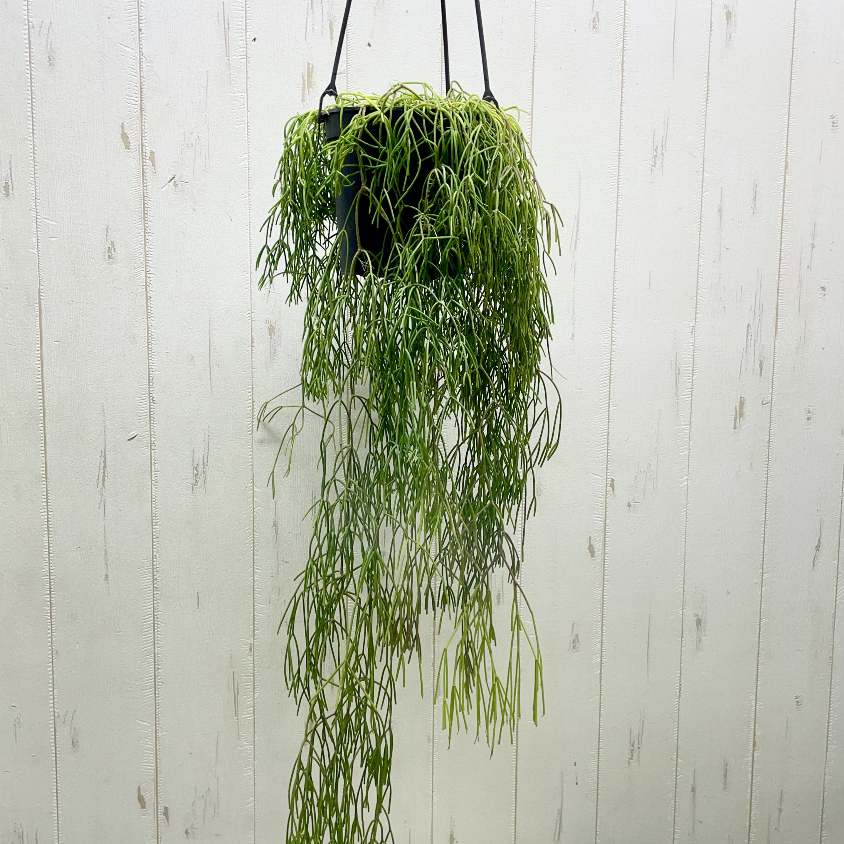 リプサリス 多肉植物４寸11鉢 チャーム（ペット） （観葉植物）リプサリス 品種おまかせ 吊り