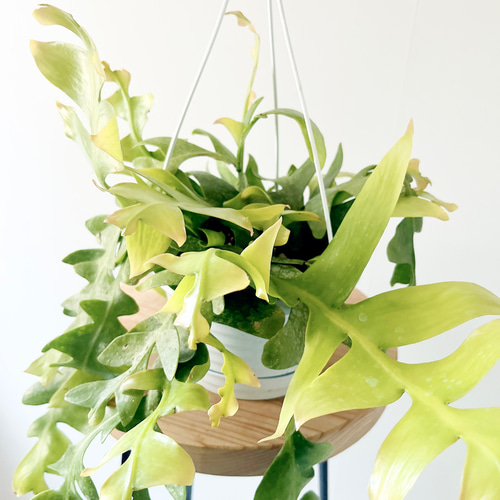 《希少》エピフィラム くリソカルディウム ハンギング 観葉植物 calmcafe 希少》エピフィラム くリソカルディウム ハンギング 観葉植物 calmcafe