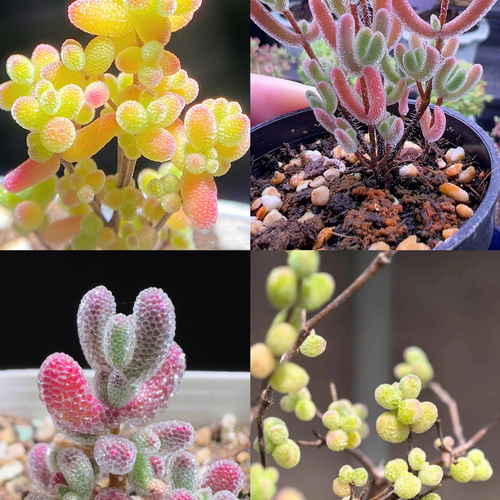 てんどん様　ご購入用　ドロサンテマム 速達便で発送❣️多肉植物 ドロサンテマム キラキラ 4点セット