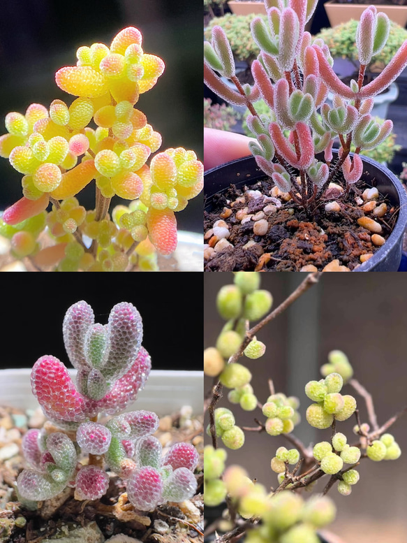 速達便で発送❣️多肉植物 ドロサンテマム キラキラ 4点セット カット