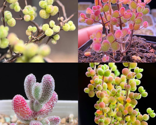 お買い得　早い者勝ち　多肉植物　人気ドロサンテマム キラキラ　超豪華 20品種 速達便発送❣️多肉植物 ドロサンテマム キラキラ 4点セット カット12