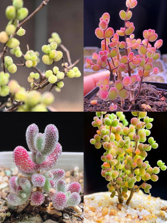 速達便発送❣️多肉植物 ドロサンテマム キラキラ 4点セット カット12