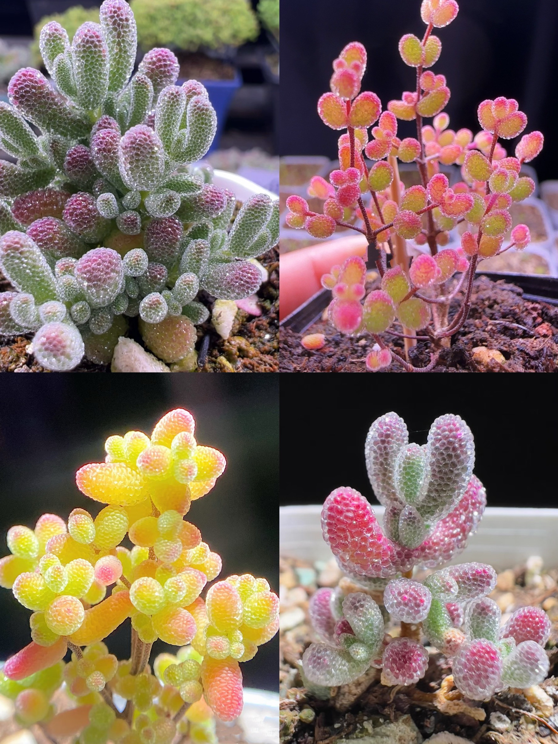 キラキラ　超豪華 20品種 お買い得　早い者勝ち　多肉植物　人気ドロサンテマム