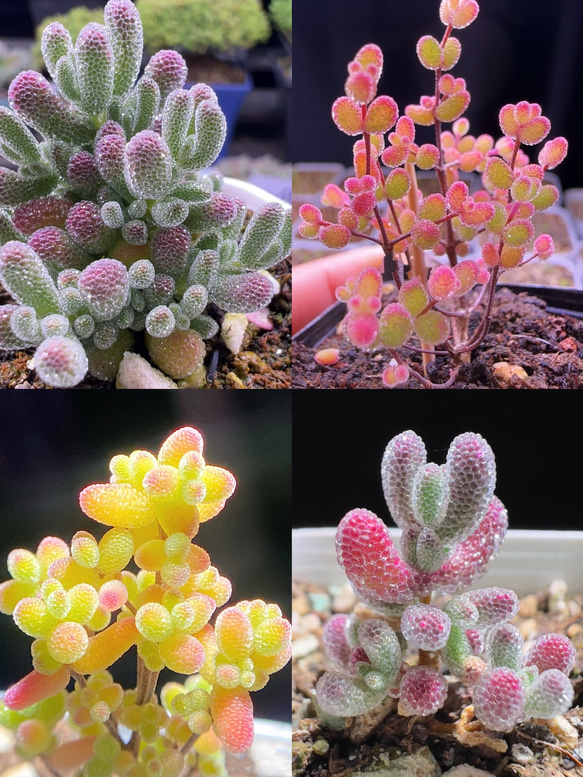 速達便発送❣️多肉植物 ドロサンテマム キラキラ 4点セット カット12