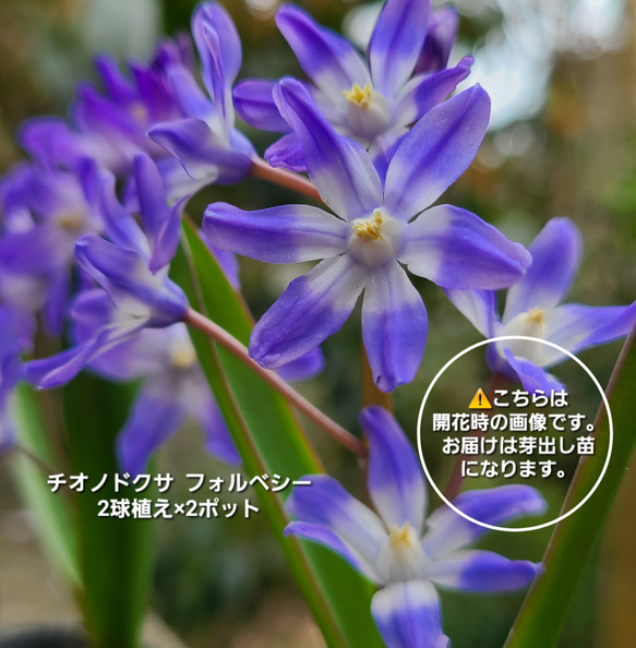 花　2 花02 花2 カード検索 ｜ Z/X - Zillions of enemy X - ゼクス