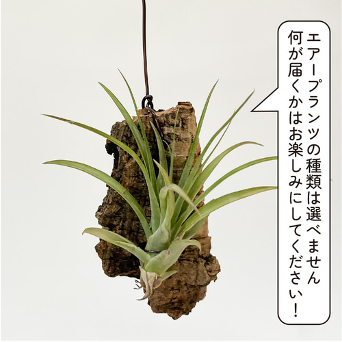 エアープランツ 本物 チランジア 観葉植物 コルク付き 壁掛け 品種はお