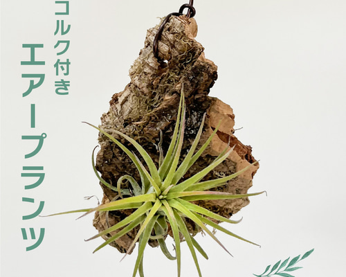 エアープランツ 本物 チランジア 観葉植物 コルク付き 壁掛け 品種はお
